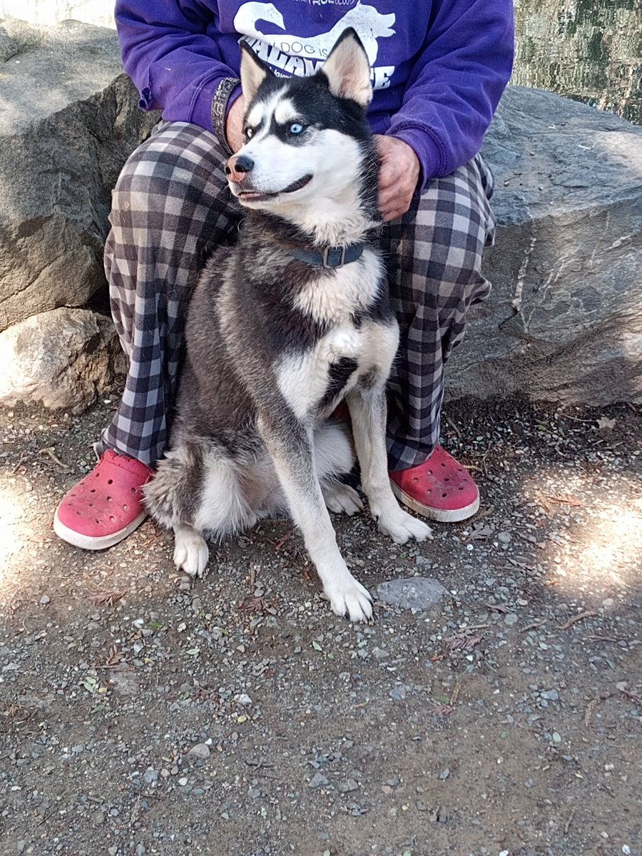 WoofDenRescue's tweet photo. The Dally #siberianhusky #petitefemale #foradoption #playallday https://t.co/SbmwHs6kCA
