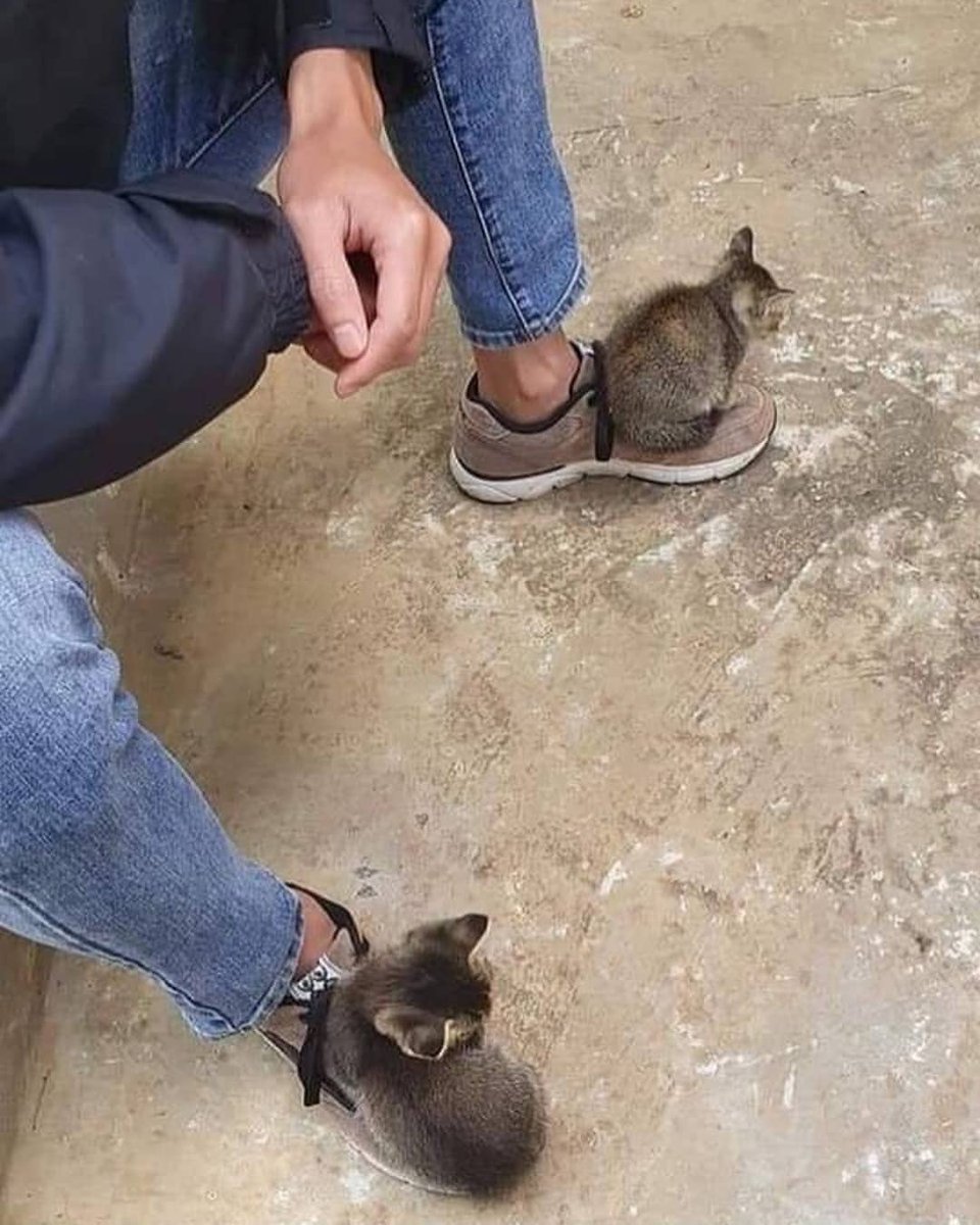 Why you should have a cat (@shouldhavecat) on Twitter photo 