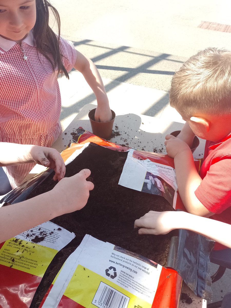 maybury_class1's tweet photo. We have been busy planting sunflower seeds this afternoon🌻 https://t.co/nZPVMGNrp9