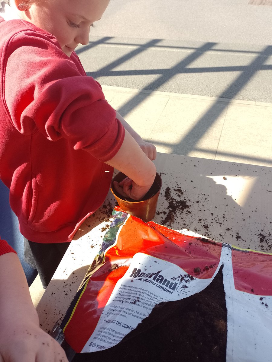 maybury_class1's tweet photo. We have been busy planting sunflower seeds this afternoon🌻 https://t.co/nZPVMGNrp9