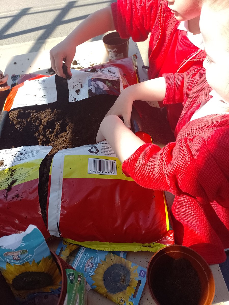 maybury_class1's tweet photo. We have been busy planting sunflower seeds this afternoon🌻 https://t.co/nZPVMGNrp9