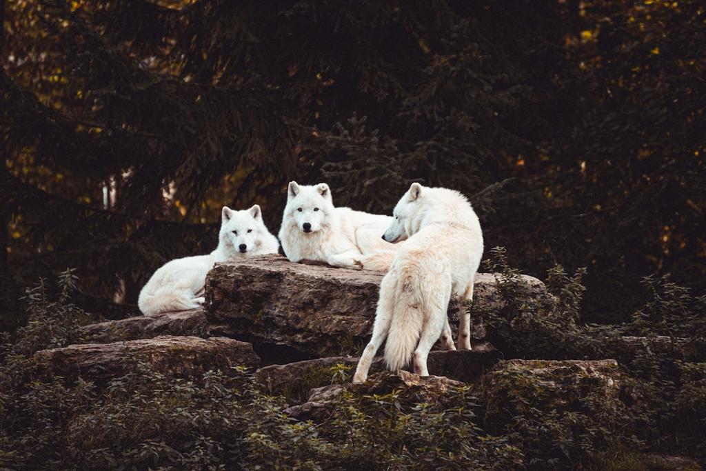 wolfrescues22's tweet photo. #wolf #savewolf @wolfrescues22 @nywolforg https://t.co/u7MfEriNcH