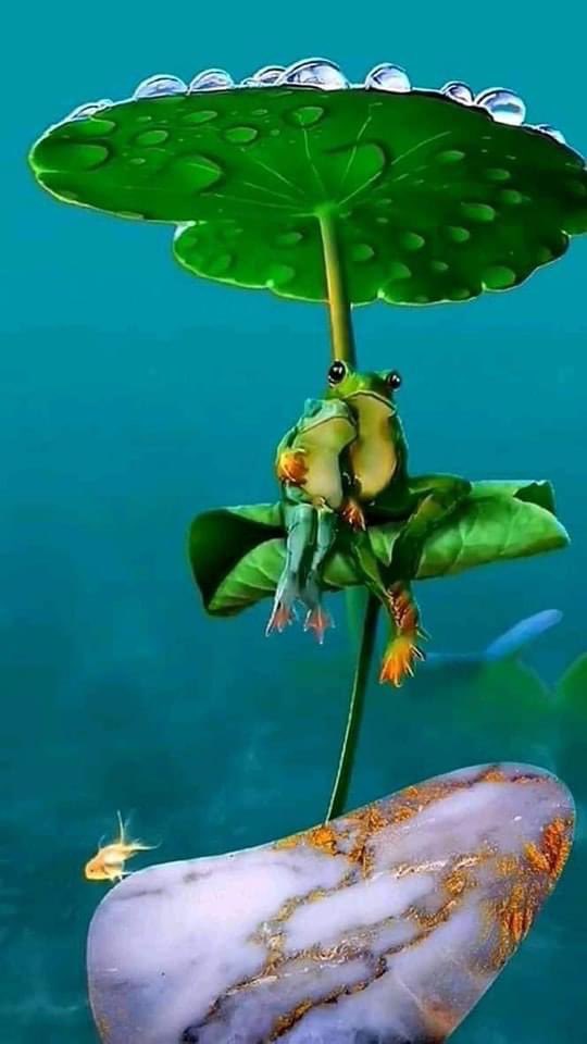 NATURALEZAV3's tweet photo. Bellos! https://t.co/JObrwvHboI