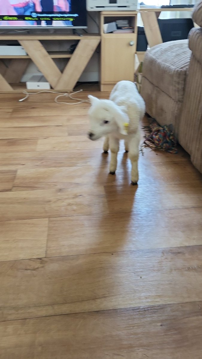 macatak1967's tweet photo. @Phil_Sledge Dont forget pet sheep says Robo Snoop! #upthesheep https://t.co/i5Bj5oURGs
