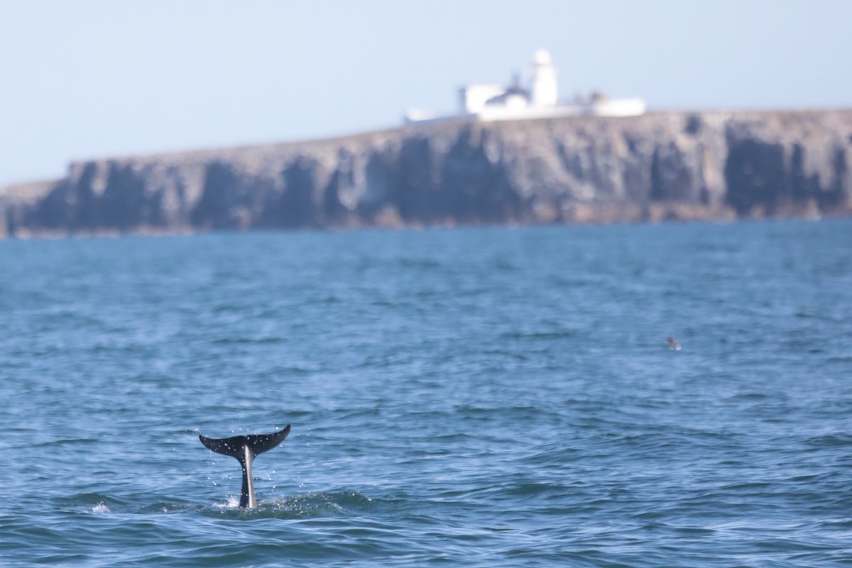 One of 4 bottle-nosed dolphins this morning in Inner sounds with Inner Farne Lighthouse in the distance. 

@nationaltrust @NTNorthd_Coast @thefarneislands @thefarnes @N_landCouncil