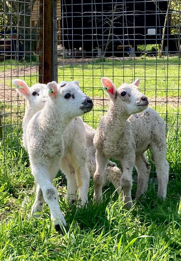 brogdalecic's tweet photo. We had lambs at Stourside Farm today our Good to be Me Rowhill group and Animal Care students loved it. #lambing #animalcare  #lambingseason https://t.co/XEK7SjikjW