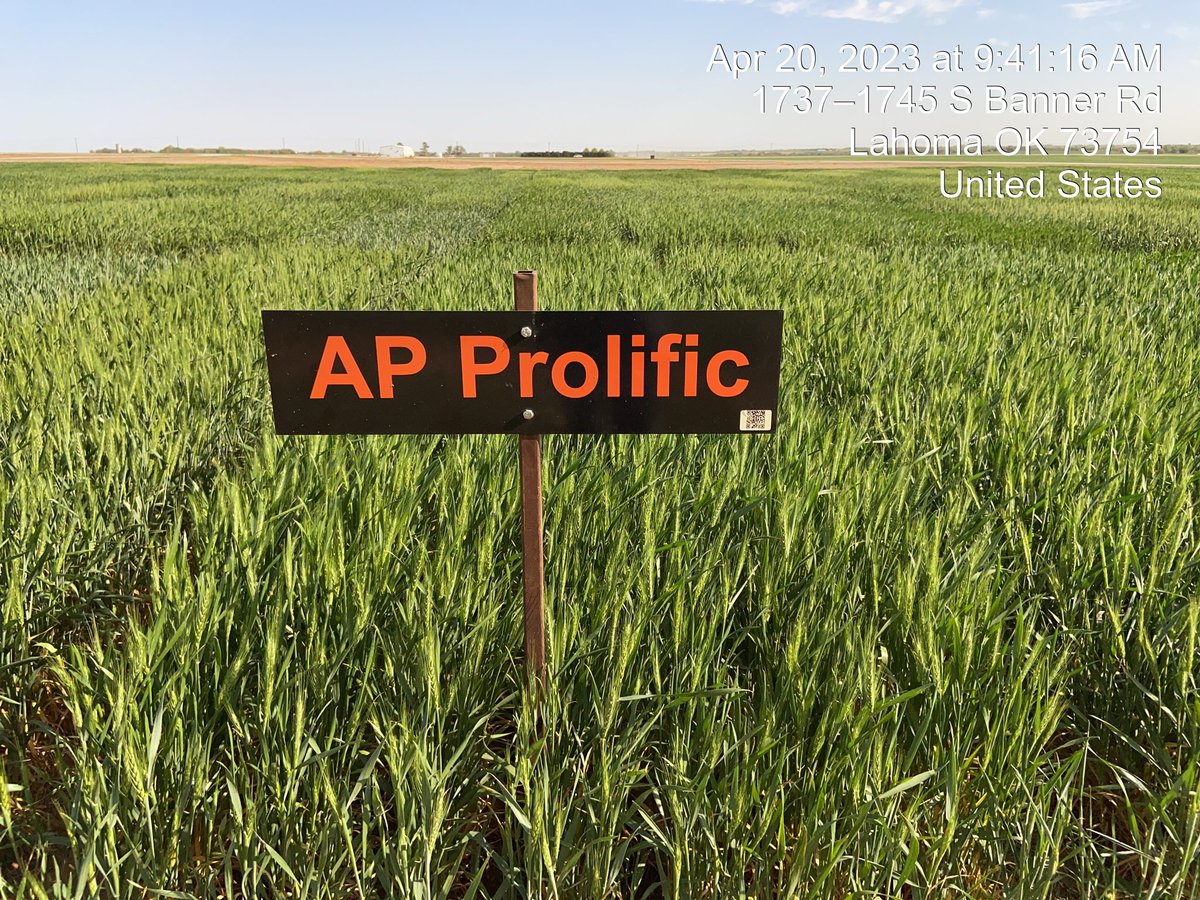 josh_coltrain's tweet image. I can’t wait to see the #wheat variety results from the Lahoma, OK test. Our new product AP Prolific looks outstanding at this time. For more information, check out the following link: youtu.be/4QKNE3MYoTI