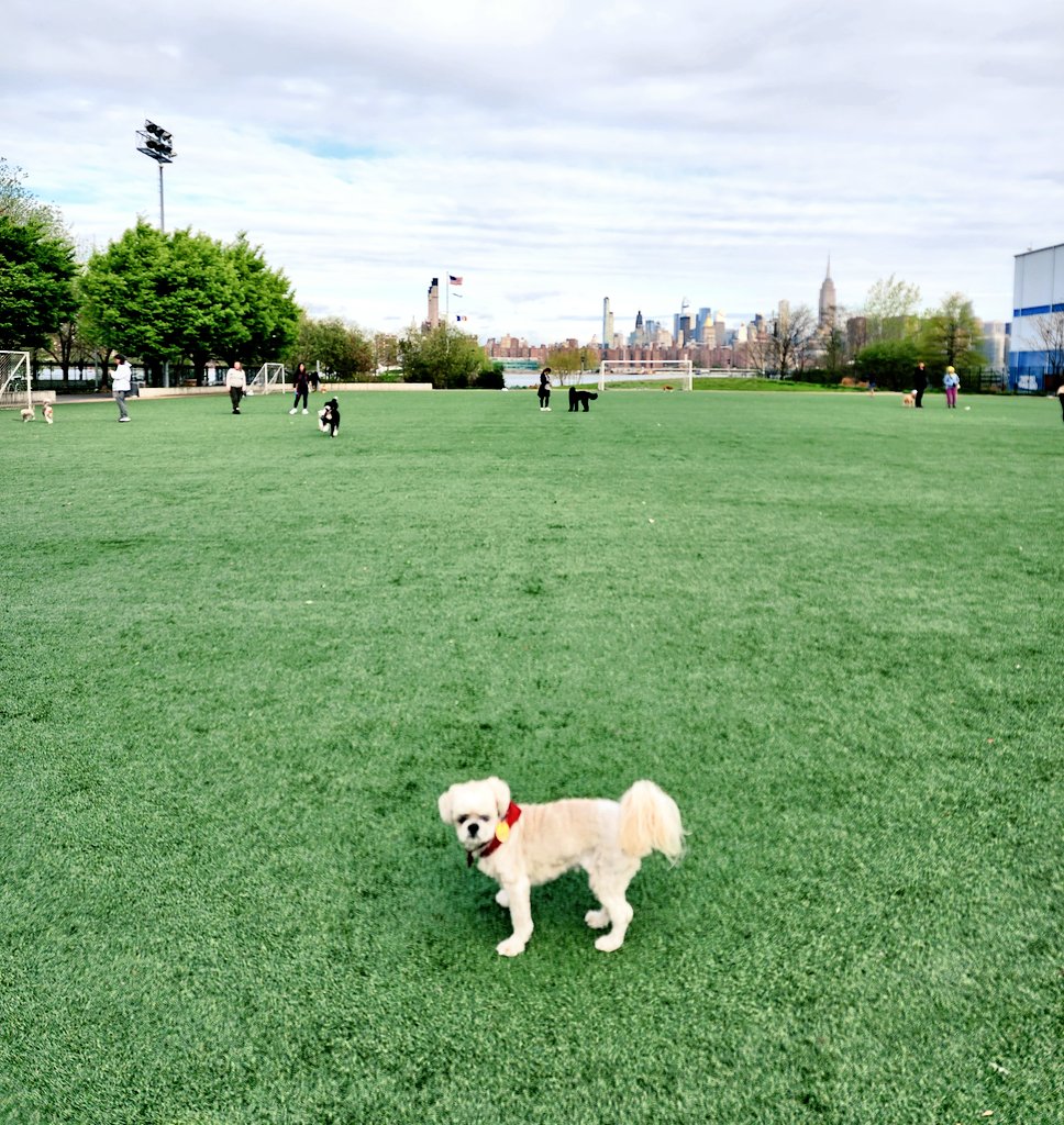 Hello spring in NYC! 🐶 #dogsoftwitter