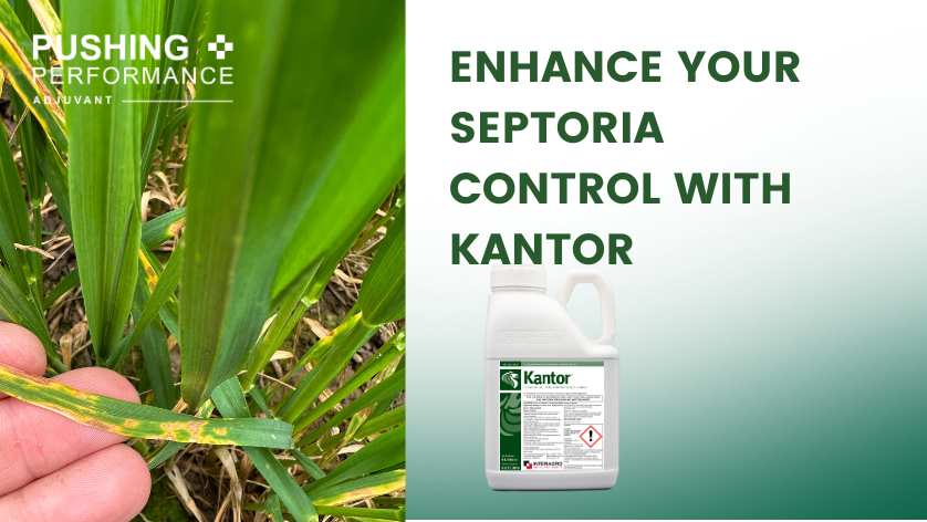 NichinoUK's tweet photo. With #Septoria building in #wheat crops you need protection you can count on ✅
Adding #adjuvant #Kantor will enhance fungicide coverage across leaf layers & lead to faster/higher uptake into #plants.
Find out more 👉 https://t.co/A3l52q35R9 #Pushingperformance https://t.co/I0qUIPsIbg