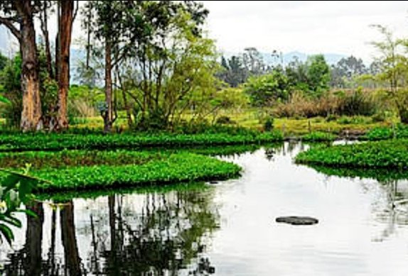 KinokiPopular's tweet photo. Van a llenar de cemento este paraíso?
#ReservaVanDerHammen https://t.co/lfFl4Cv75d