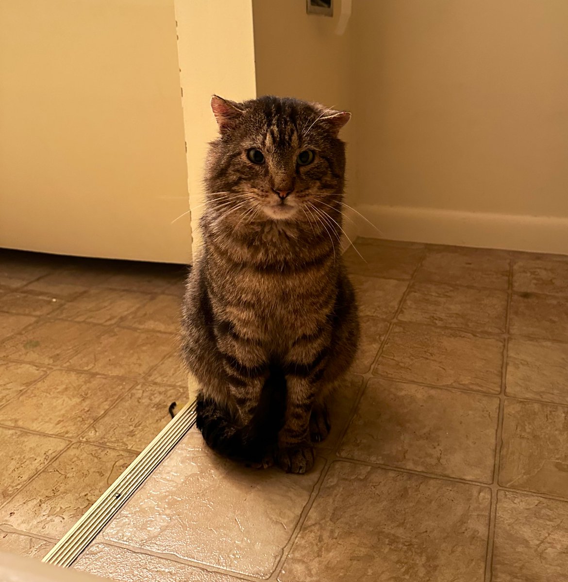 KlLLINGBOYZ's tweet photo. for the people: 

getting cheeko was seriously one of the best decisions i’ve made i love him so so so much https://t.co/qhhFoEwnqW