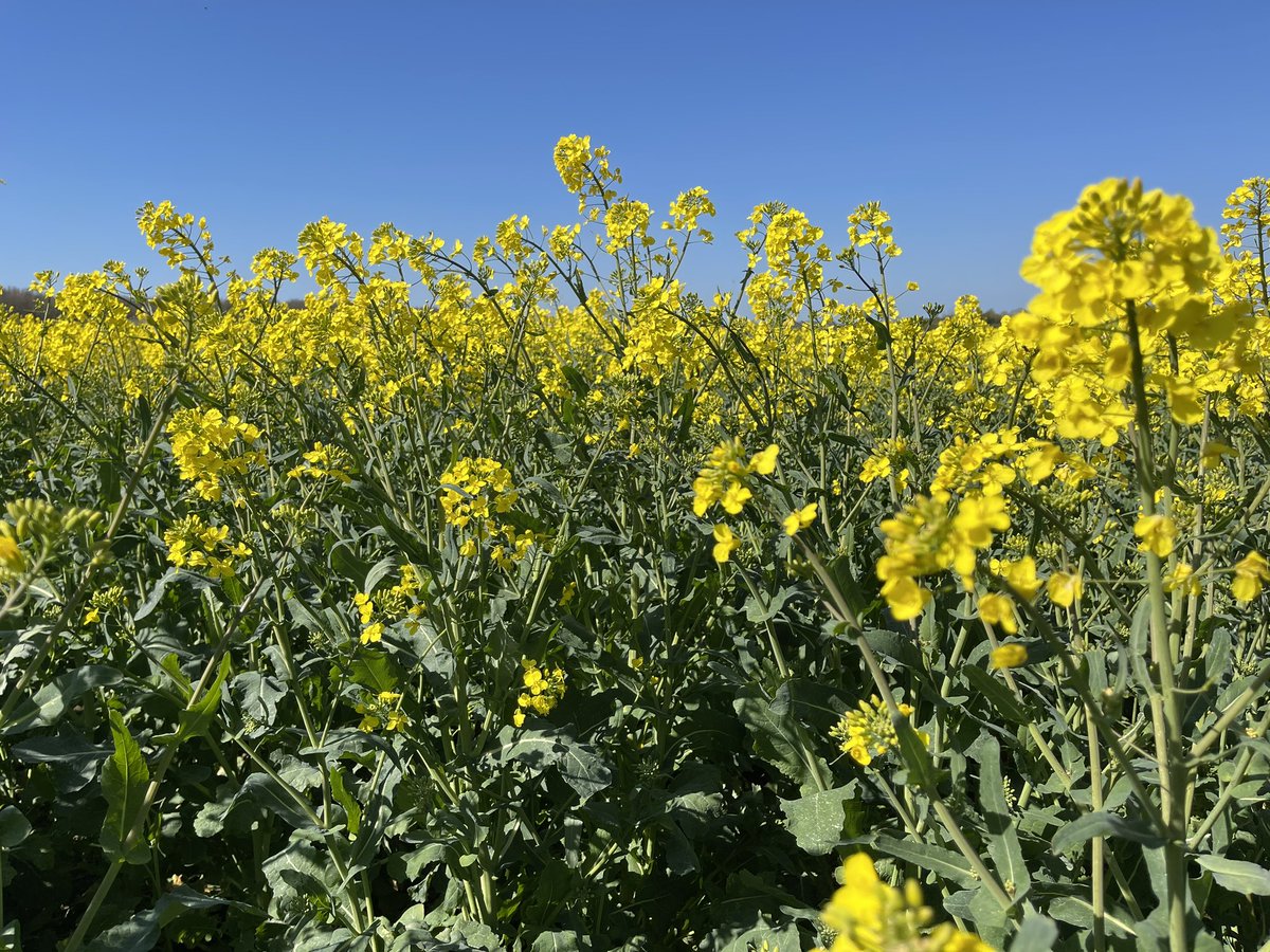 Rowston Lincolnshire oilseed field - everywhere is golden here @looknorthBBC @bbcweather @BBCWthrWatchers @ThePhotoHour @StormHour @metoffice @kerriegosneyTV