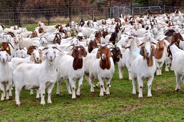 farmingmfs's tweet photo. Boer is the best meat production #goat Breed!
Weight: Male: average 114 kg;
Female: average 94 kg. https://t.co/YKKWaFBJZX