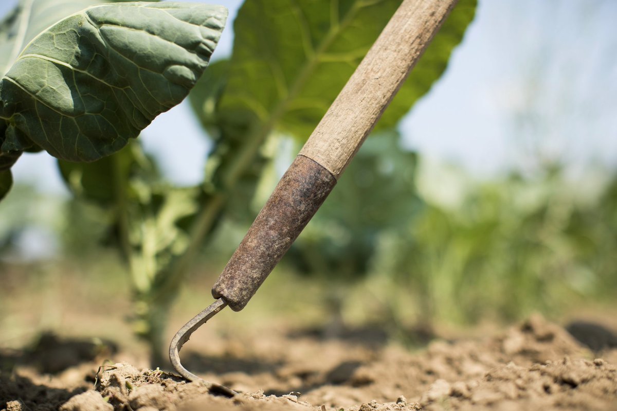 MSUCRFS's tweet photo. Deadline extended! We're hiring for a Technical Assistance Outreach Specialist to support food and farming entrepreneurs in Michigan. Get the details and apply by Wednesday, April 26th. https://t.co/8FcST4aN5f 
#michiganjobs #migoodfood #michiganstate https://t.co/eq7WmsoPca