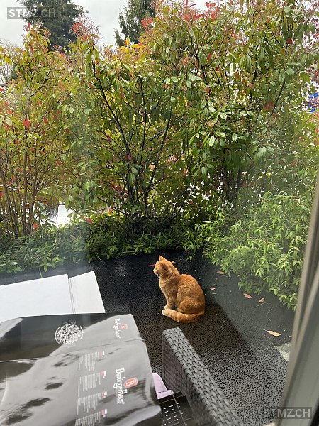 stmz_ch's tweet photo. #Katze #gefunden https://t.co/KGz3WtsLac 8956 #Killwangen einfarbig Rot/Orange kurzhaar https://t.co/3DxBKNRtns