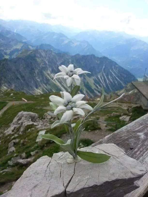 pnorteavanzaya's tweet photo. Con esta flor considerada como: "La Reina de la Montaña", que se llama Edelweis y crece en Los Alpes Suizos, en la parte más escarpado de la montaña, #PanamaNorteAvanzaYA te desea un jueves lleno de paz y amor de Dios y grandes bendiciones. https://t.co/FsbNwA4ogt