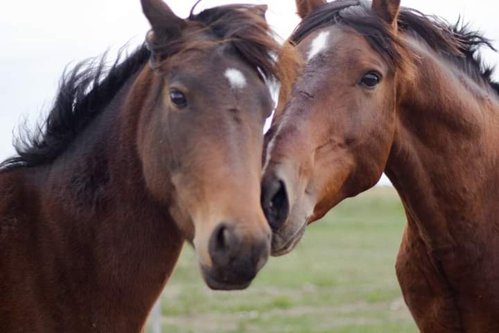 LiberacionONG's tweet photo. Flaco y la Trilli 💖

Flaco, el caballito que vemos a la derecha, ya es un saludable adulto.
Cuando llegó, hace años, le podíamos contar todos los huesos.
A medida que fue creciendo y recuperando su salud, su comportamiento se volvió terrible!!!
Rompía TODO! https://t.co/7OF2vBNSHn