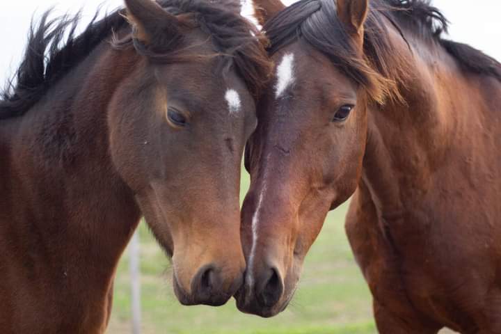LiberacionONG's tweet photo. Flaco y la Trilli 💖

Flaco, el caballito que vemos a la derecha, ya es un saludable adulto.
Cuando llegó, hace años, le podíamos contar todos los huesos.
A medida que fue creciendo y recuperando su salud, su comportamiento se volvió terrible!!!
Rompía TODO! https://t.co/7OF2vBNSHn