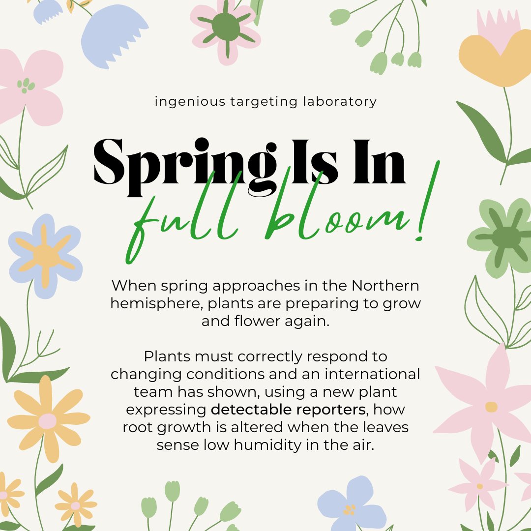 GeneTargeting's tweet image. Next-generation ABACUS biosensors reveal cellular ABA dynamics driving root growth at low aerial humidity

#springfacts #plantscience #plantsciences #plantscienceconcepts #plantsciencematters #plantsciencefacts #plantresearch #plantresearcher #biotechnology #microbiology