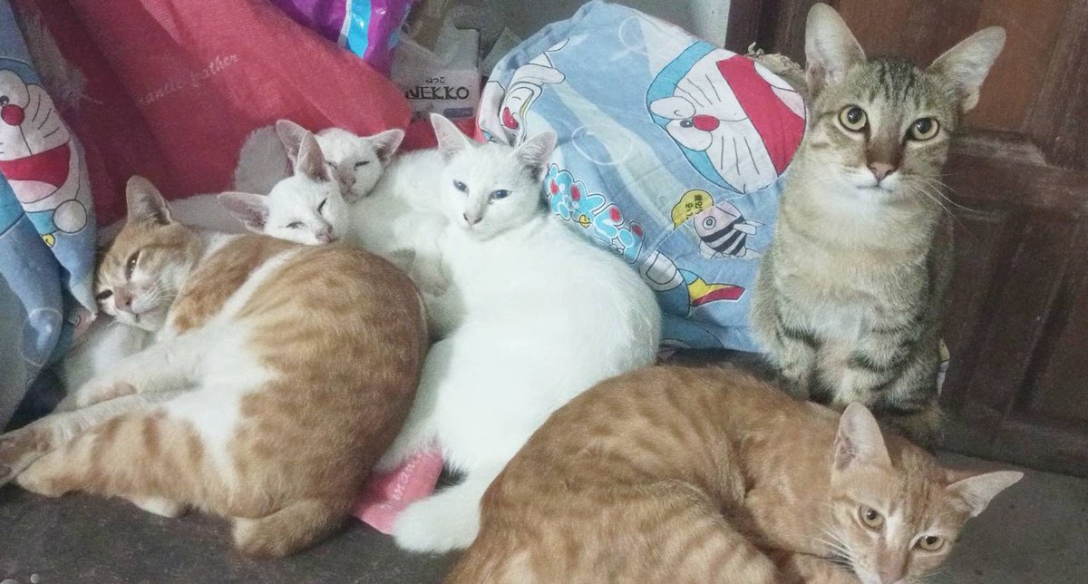 Nuttyinlove48's tweet image. ขออนุญาตแปะที่อยู่ไว้สำหรับคนที่สนใจส่งอาหารให้น้องๆและช่วยค่ารักษาค่าอาหารแลัวเราตอบช้านะคะ
To :NUTTY 
1 หมู่ 1 ตำบลโสน อำเภอขุขันธ์ จังหวัดศรีสะเกษ 33140 เบอร์0935506822

เลขบัญชี
กรุงเทพ
ธิดารัตน์ ดวงอาจ 
980-0-847015

ขอบพระคุณมากๆค่ะ🙆🏻💚✨