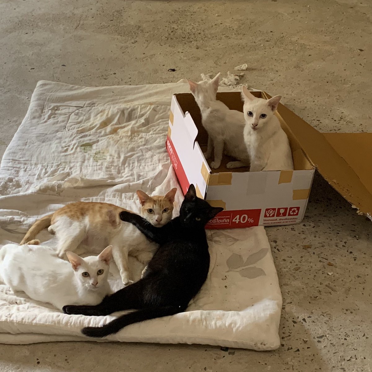 Nuttyinlove48's tweet image. ขออนุญาตแปะที่อยู่ไว้สำหรับคนที่สนใจส่งอาหารให้น้องๆและช่วยค่ารักษาค่าอาหารแลัวเราตอบช้านะคะ
To :NUTTY 
1 หมู่ 1 ตำบลโสน อำเภอขุขันธ์ จังหวัดศรีสะเกษ 33140 เบอร์0935506822

เลขบัญชี
กรุงเทพ
ธิดารัตน์ ดวงอาจ 
980-0-847015

ขอบพระคุณมากๆค่ะ🙆🏻💚✨