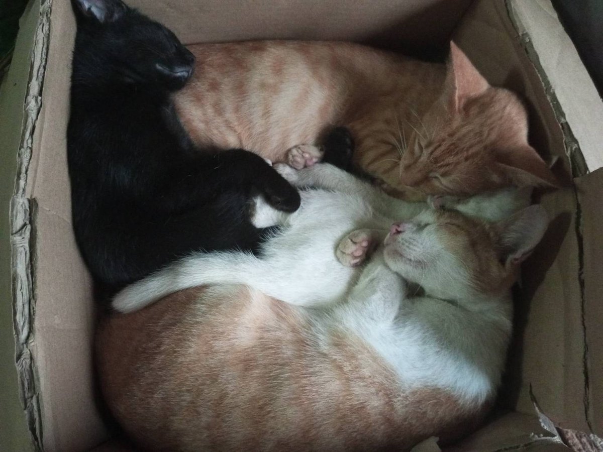 Nuttyinlove48's tweet image. ขออนุญาตแปะที่อยู่ไว้สำหรับคนที่สนใจส่งอาหารให้น้องๆและช่วยค่ารักษาค่าอาหารแลัวเราตอบช้านะคะ
To :NUTTY 
1 หมู่ 1 ตำบลโสน อำเภอขุขันธ์ จังหวัดศรีสะเกษ 33140 เบอร์0935506822

เลขบัญชี
กรุงเทพ
ธิดารัตน์ ดวงอาจ 
980-0-847015

ขอบพระคุณมากๆค่ะ🙆🏻💚✨