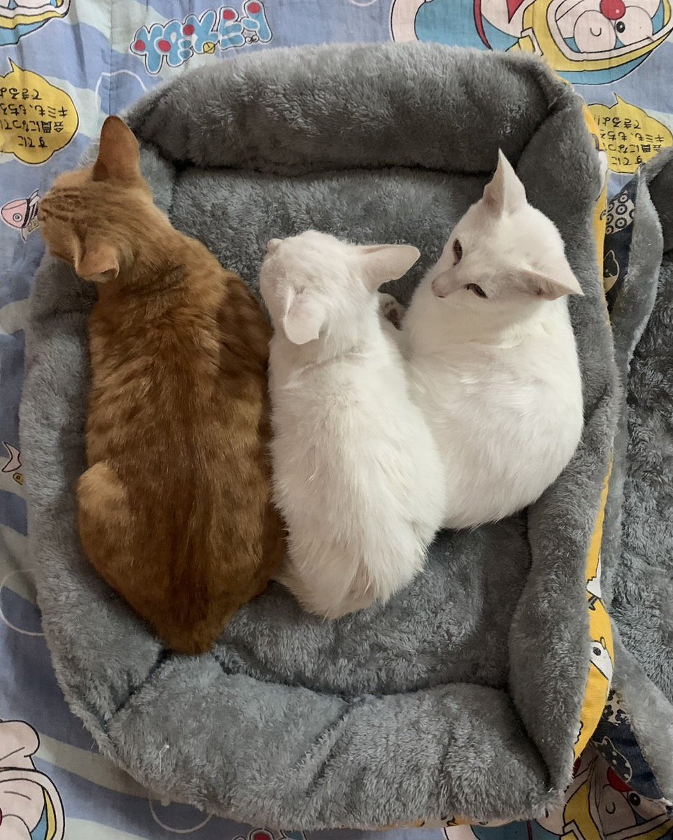 Nuttyinlove48's tweet image. ขออนุญาตแปะที่อยู่ไว้สำหรับคนที่สนใจส่งอาหารให้น้องๆและช่วยค่ารักษาค่าอาหารแลัวเราตอบช้านะคะ
To :NUTTY 
1 หมู่ 1 ตำบลโสน อำเภอขุขันธ์ จังหวัดศรีสะเกษ 33140 เบอร์0935506822

เลขบัญชี
กรุงเทพ
ธิดารัตน์ ดวงอาจ 
980-0-847015

ขอบพระคุณมากๆค่ะ🙆🏻💚✨