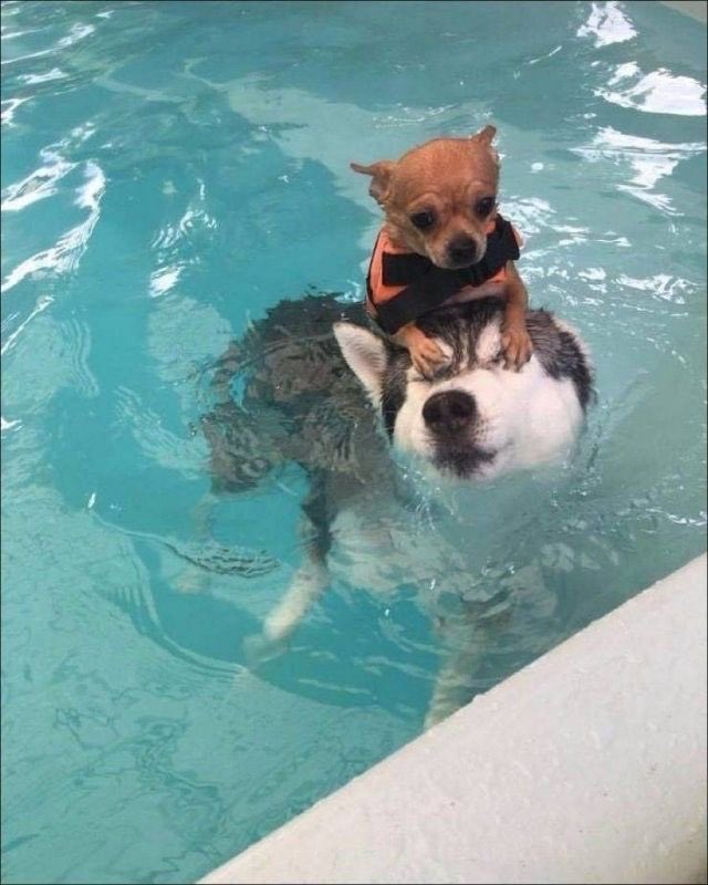 twaniimals's tweet photo. https://t.co/vF89NAOT3l