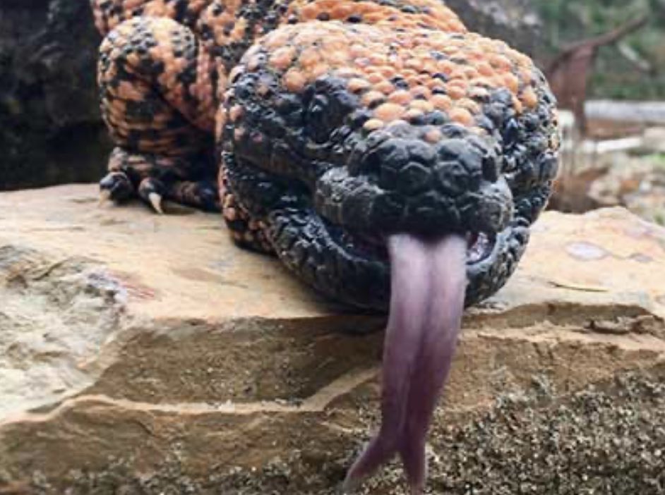 The origins of the discovery and formulation of the blockbuster anti-obesity/weight loss drug Ozempic reside in understanding why the Gila Monster doesn't need to eat very often. (It's in part due to The origins of the discovery and formulation of the blockbuster anti-obesity/weight loss drug Ozempic reside in understanding why the Gila Monster doesn't need to eat very often. (It's in part due to