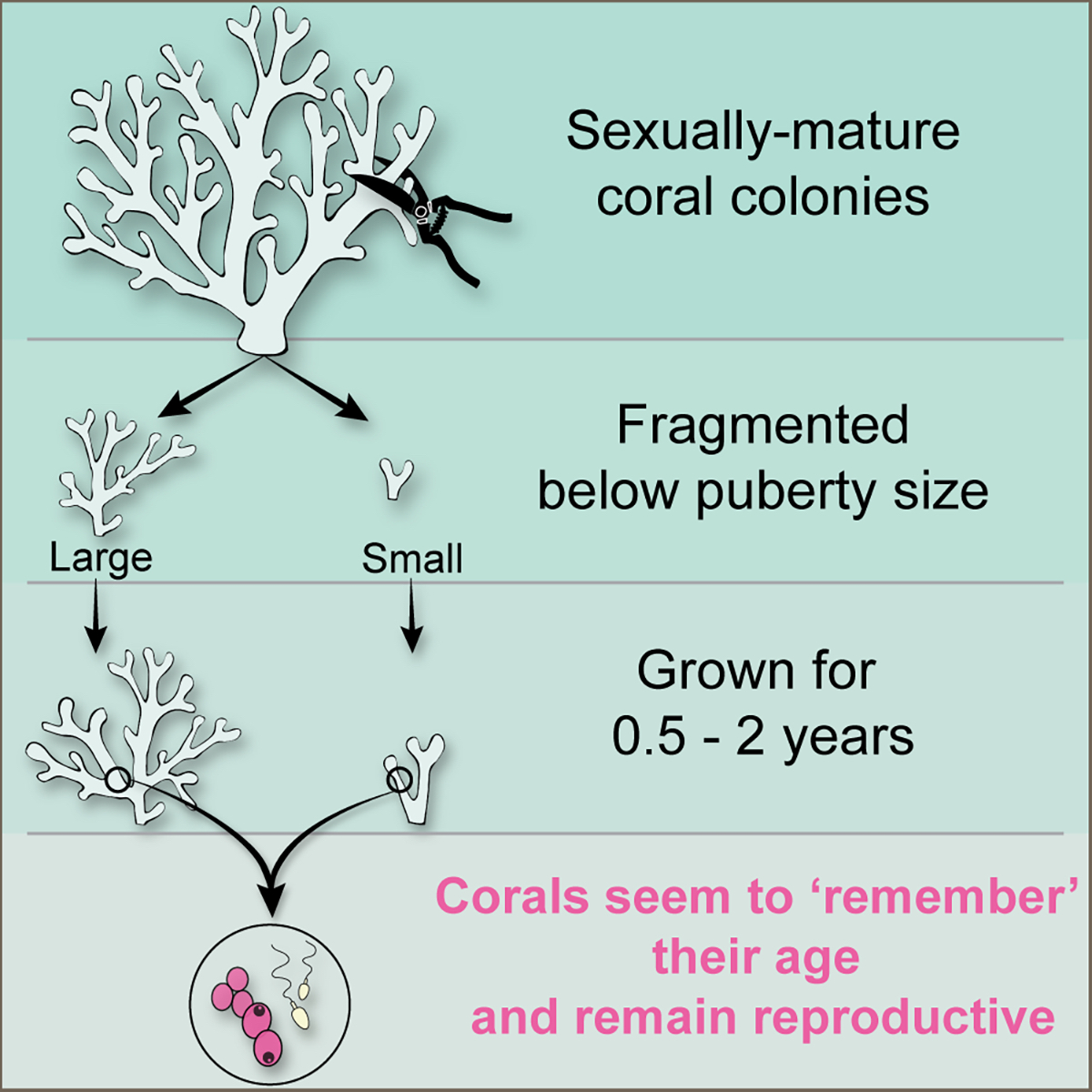 Hot off the press!🔥
We unveil a groundbreaking finding: once corals reach puberty, colony age may matter more than size for reproduction! 🪸
<a href="/TelAvivUni/">Tel Aviv University</a> <a href="/iui_eilat/">IUI-Eilat</a> 
🔗doi.org/10.1016/j.isci…
#Coral #Reproduction #Aging