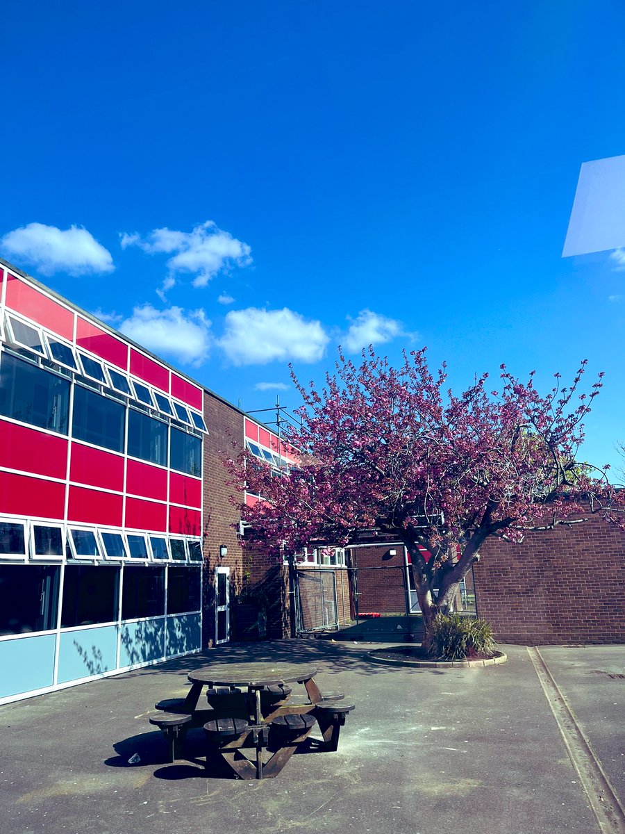 Beccaanstey's tweet photo. It’s that classroom blossom watch time of year again 👀🌸 https://t.co/4bIbLzXp2F