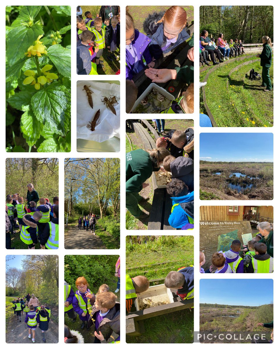 BirchwoodCE's tweet photo. Year 1 and 2 had a glorious morning visit to @RisleyMossAG today. We looked at the flora and fauna and how important a peat bog habitat is. #bcepsscience #bcepsgeography https://t.co/Qasr9mVzzc