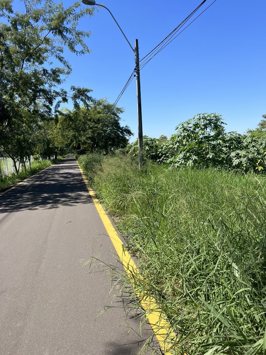 ConstanzaBaez1's tweet photo. @mopcparaguay #eliminaloscriaderos #chikungunya #dengue @parqueguasupy que esperamos para cortar el pasto y limpiar el parque? Esta todo abandonado!!! https://t.co/Fh0zGbdyly
