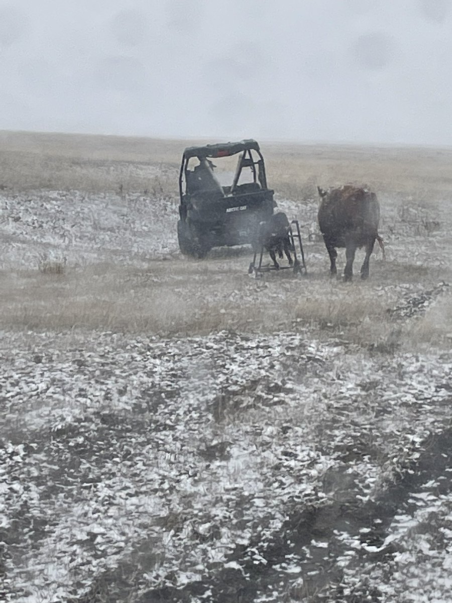 k_leshures's tweet photo. Mid to late April in Sasky never disappoints. 5 years running dragging cold calves home. Thankfully kept bulls home longer last year and only heifers and second calves going https://t.co/GKEZ1lCWcV