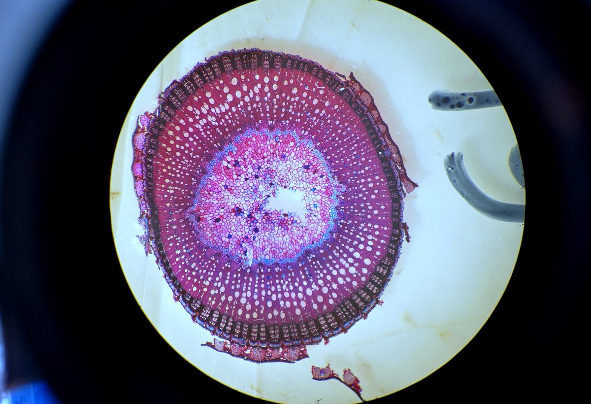 INRAE_SAVE (@inrae_save) on Twitter photo Aujourd’hui, Nathalie était occupée au labo à réaliser des coupes de tiges de vigne symptomatique de l’#esca au microtome. Puis à les colorer et les monter sur lame pour ensuite observer l’état des vaisseaux au microscope. #ProjetESCAPADE - Thèse de <a href="/NinonDellAcqua/">Ninon Dell’Acqua</a> Aujourd’hui, Nathalie était occupée au labo à réaliser des coupes de tiges de vigne symptomatique de l’#esca au microtome. Puis à les colorer et les monter sur lame pour ensuite observer l’état des vaisseaux au microscope. #ProjetESCAPADE - Thèse de <a href="/NinonDellAcqua/">Ninon Dell’Acqua</a>