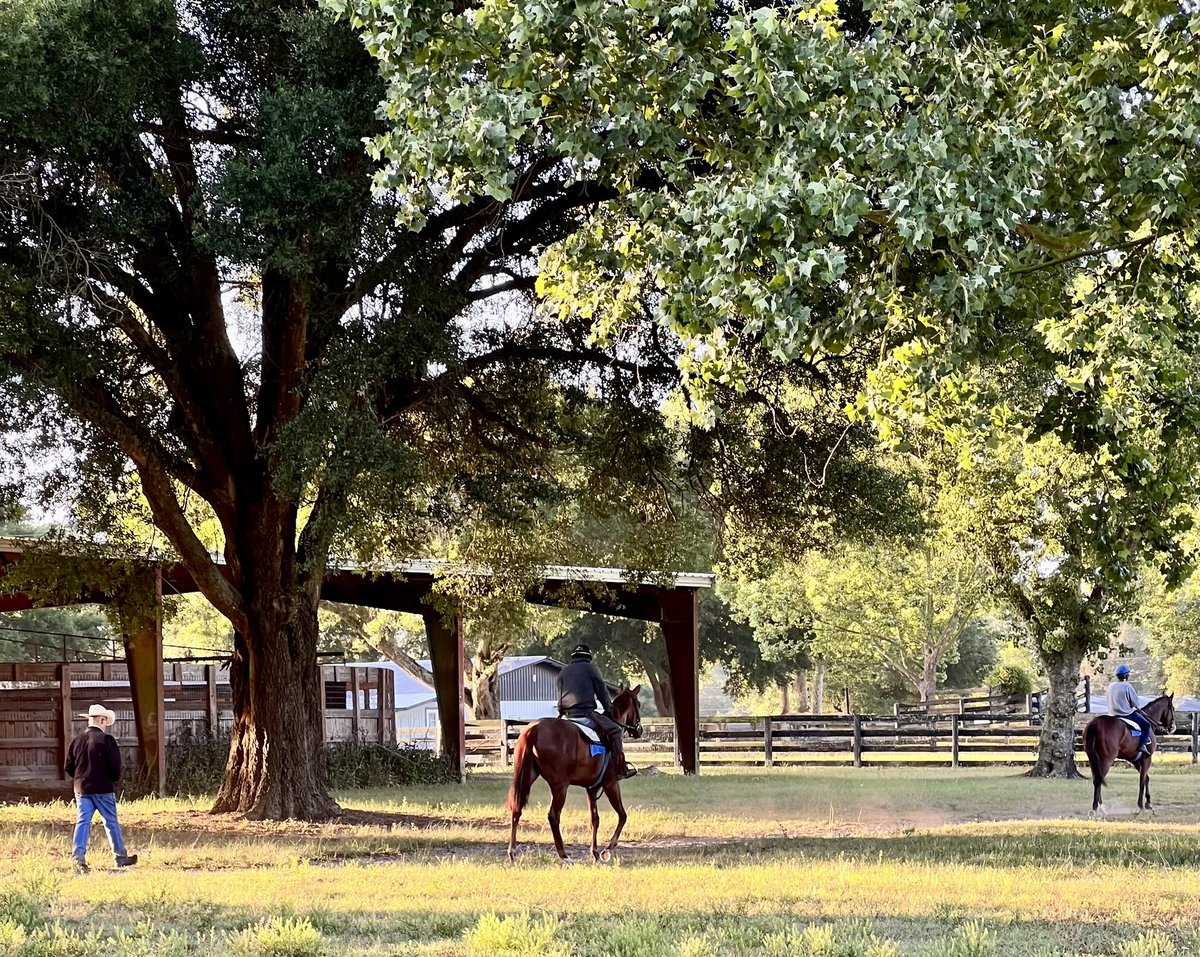 JC_Thoroughbred's tweet photo. https://t.co/jcDyp3OZe2