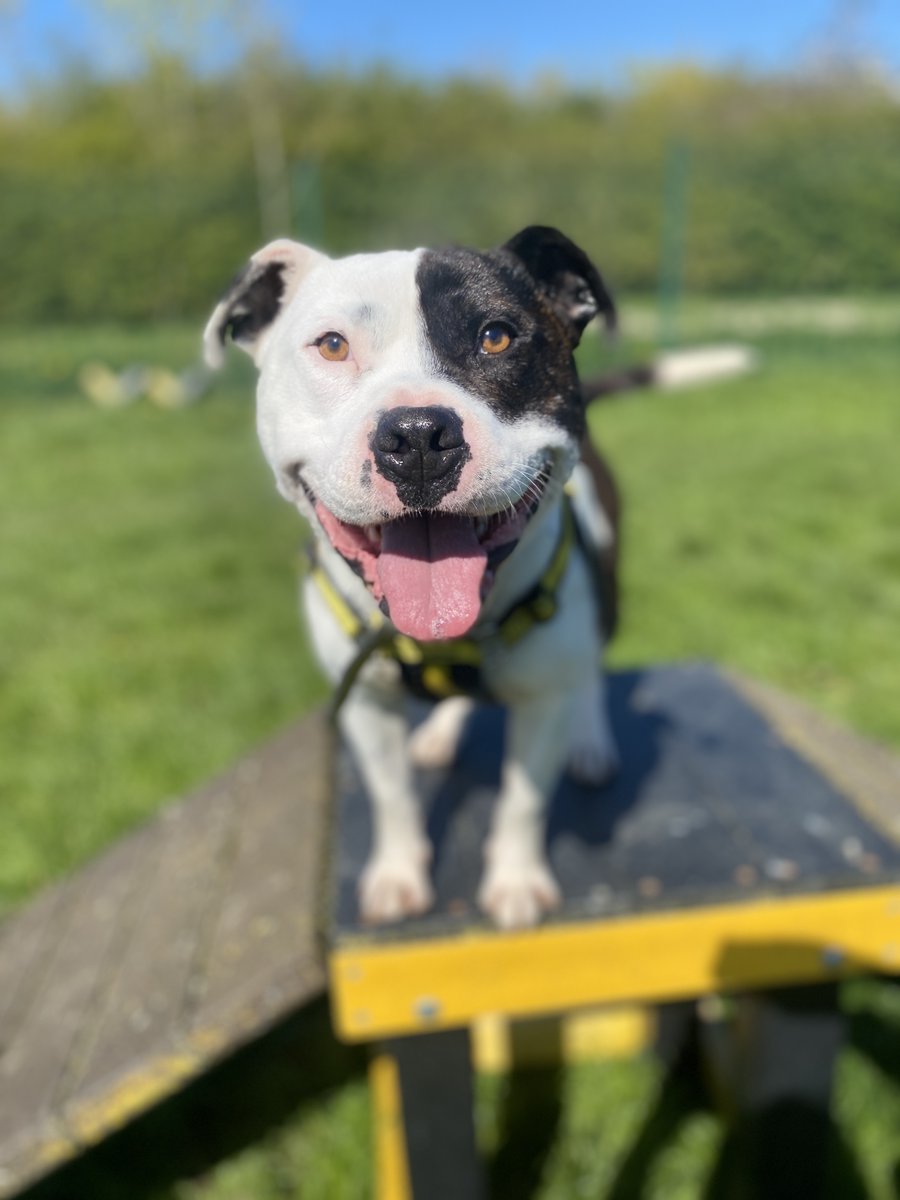 The sun is shining and Pooka is a HAPPY boy! 

dogstrust.org.uk/rehoming/dogs/…

#DogsTrust #AdoptDontShop #Adifl #StaffordshireBullTerrier #DogsTrustLoughborough