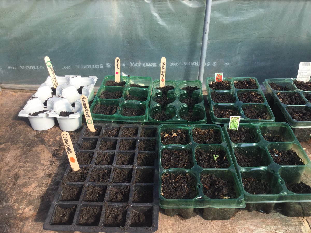 The Eco-Warriors and After School Club have been busy with their spring planting! 
Any donations of planters/larger pots and watering cans would be gratefully received. Thanks Mrs Leeming xx
