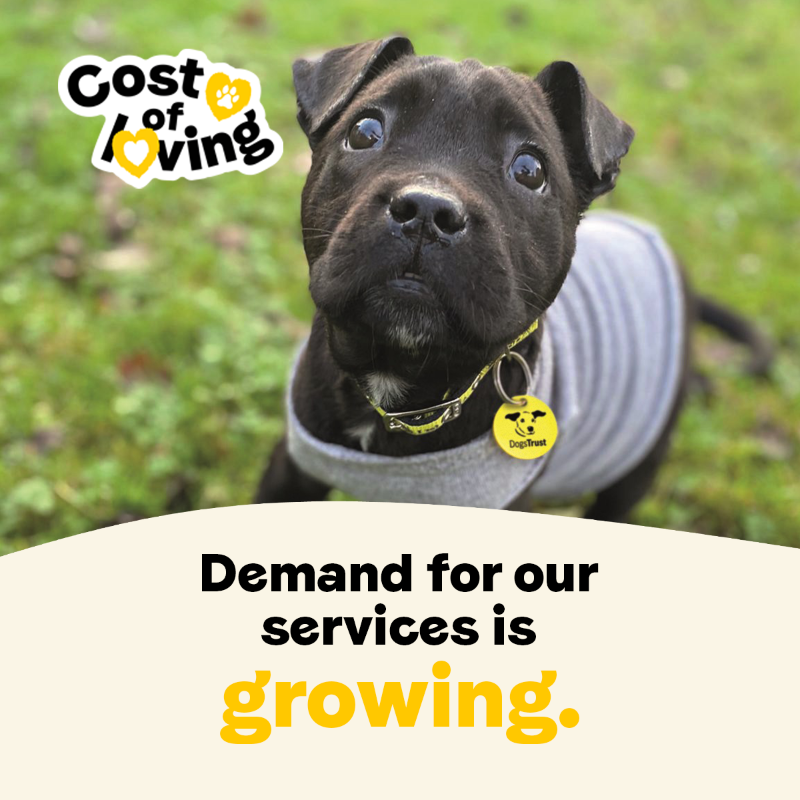 DogsTrust's tweet photo. Your gift could help us keep up with demand by providing space for an extra 1,300 dogs 🐾