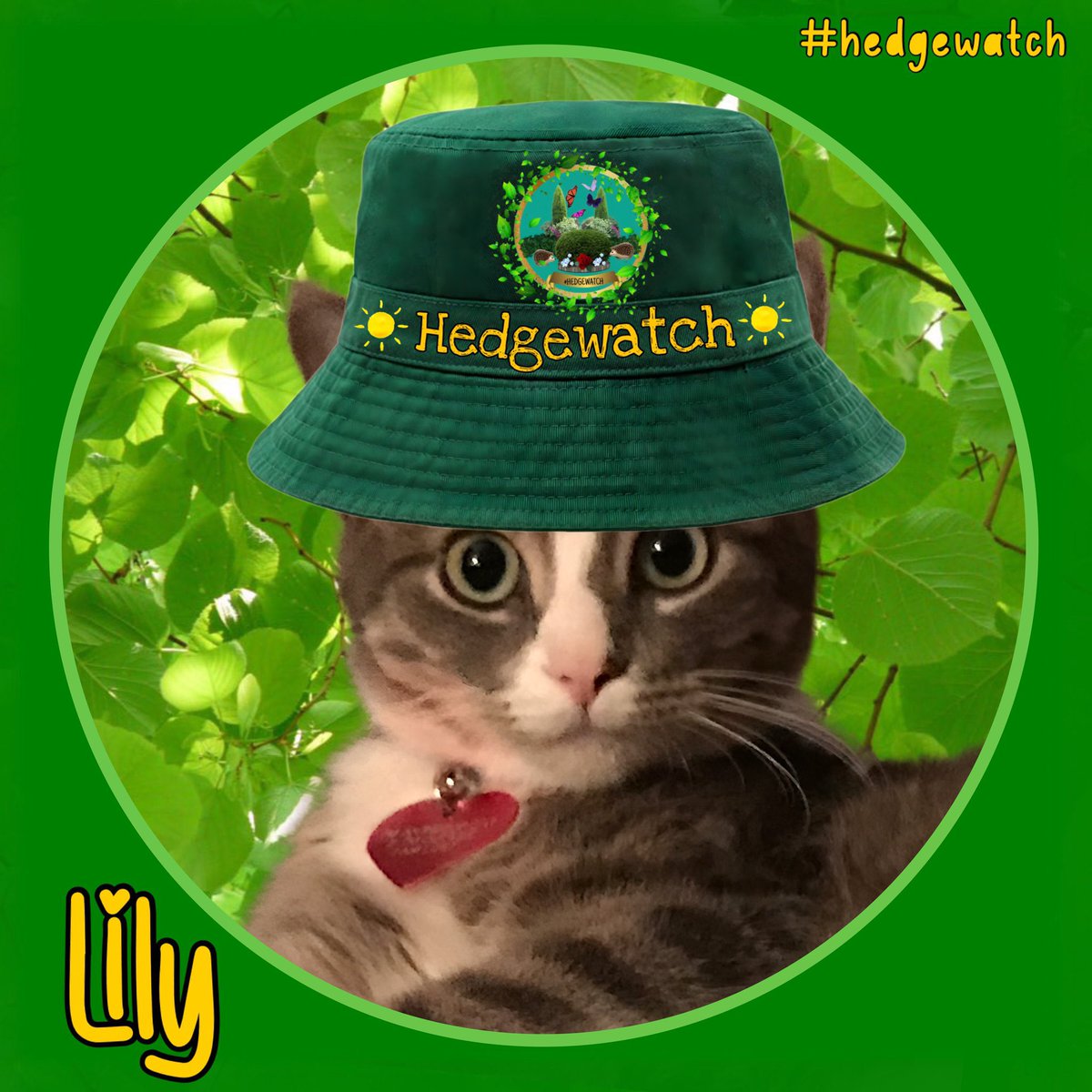We just got new summertime caps. Tanks Cilla <a href="/OutwoodsCat/">Cilla the Outwoods Cat - Priscilla Outwoods</a> and #Hedgewatch for all your hard work - Malloy and Lily