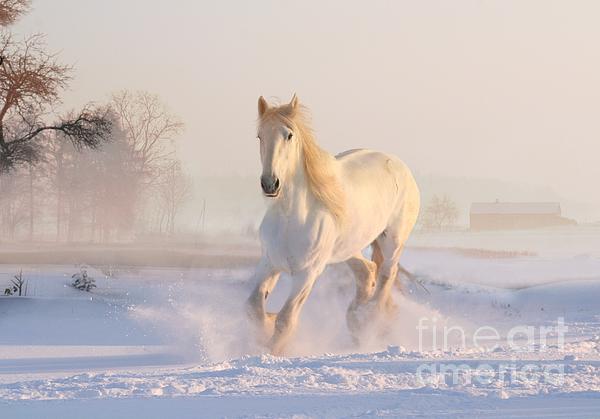 ATerrillFineArt's tweet photo. New artwork for sale! - "White Horse in the Snow" - https://t.co/h2g3D55SRi @fineartamerica https://t.co/nuWadQnvYD