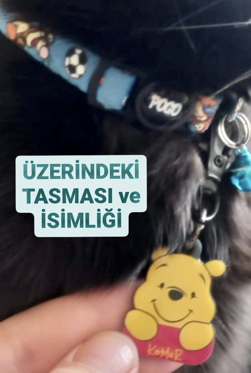 OzleyuMak's tweet photo. Ailesi heryerde arıyor..Çok endişeli ve üzgünler.Perişan olmuşlar 😿 Lütfen Ankara Eryaman'daki Can dostlarımızın Dikkatine‼️Tasması çıkartılmış dahi olsa Kömür e benzeyen dahi olsa lütfen tel numaralarından ulaşın..🙏🏻 https://t.co/Q8CEGMCa51