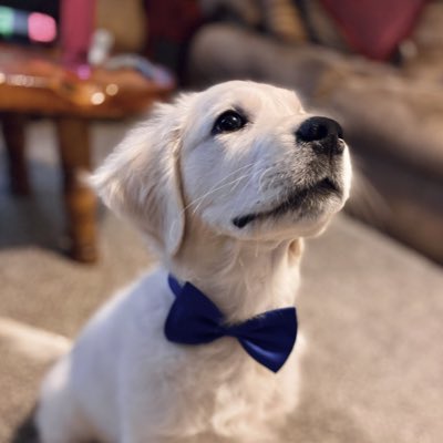 VascoCat's tweet photo. #NewProfilePic https://t.co/t9hXQXurZb