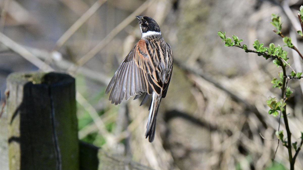 A Reed bunting just about to land …  <a href="/ThePhotoHour/">#ThePhotoHour</a> <a href="/Natures_Voice/">RSPB</a> <a href="/Team4Nature/">Team4Nature</a> <a href="/NatureUK/">NatureUK</a> #birdwatching #wildlife #wildlifephotography #nature #TwitterNatureCommunity #BBCWildlifePOTD