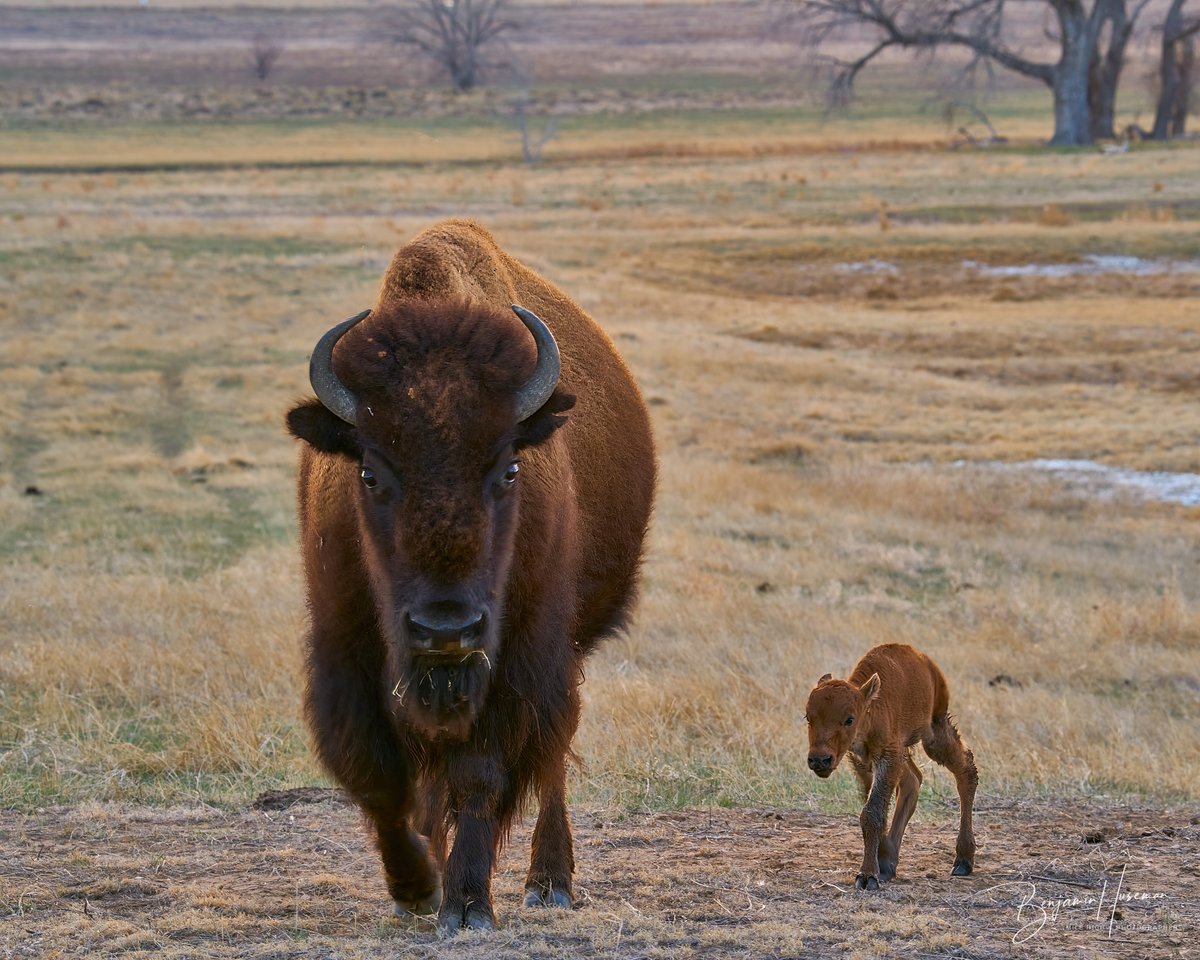 USFWSMtnPrairie's tweet photo. Help us welcome the first baby bison of the season at Rocky Mountain Arsenal National Wildlife Refuge in Colorado!

Did you know a bison calf is called a "red dog"? This red dog was spotted last weekend. https://t.co/J1rtM820CO