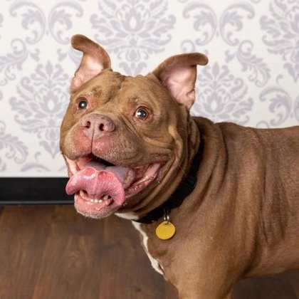 KarenSConniff's tweet image. #Mokee #CLE #OH #ADOPT Ten year old Mokee adores the company of other dogs and romps like a much younger pup during playtime. Helived with a smaller female dog previously. Indeed, Mokee is used to living in a home. He needs some loving! tinyurl.com/meetacitydog