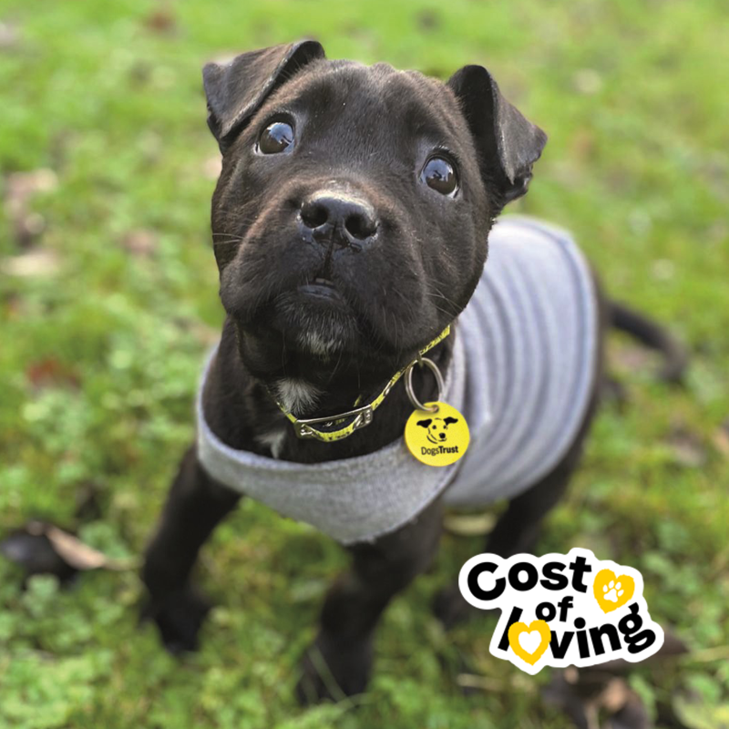 DogsTrust's tweet photo. We’re receiving record numbers of handover enquiries, but our kennel space is stretched.