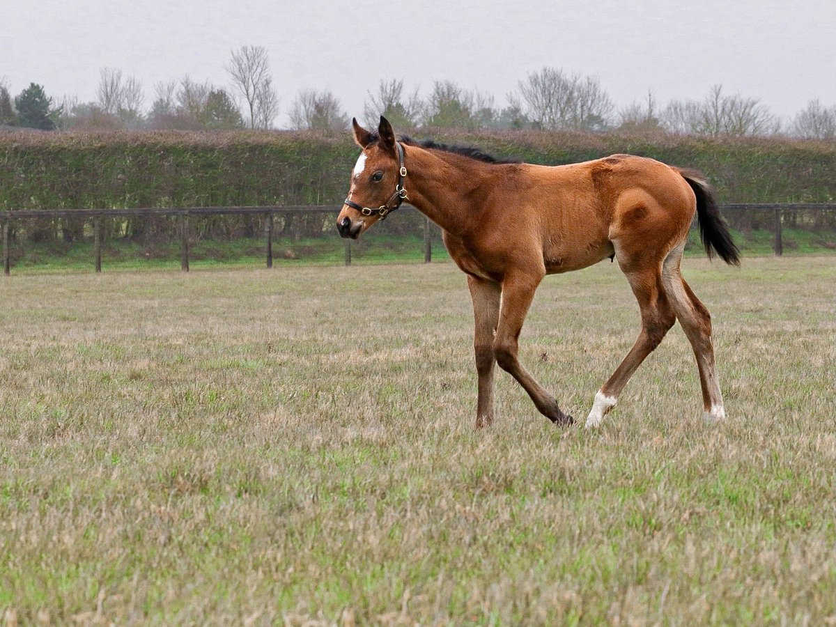 newsellspark's tweet image. With FRANKEL fillies continuing to make headlines, we are dreaming of possibilities for daughters of Frankel’s G1 winning son, WITHOUT PAROLE ✨

📸 Impressive Without Parole filly out of well-related LOVING DASH 

#WithoutParole #TheFrankelFactor #LifeintheFASTlane