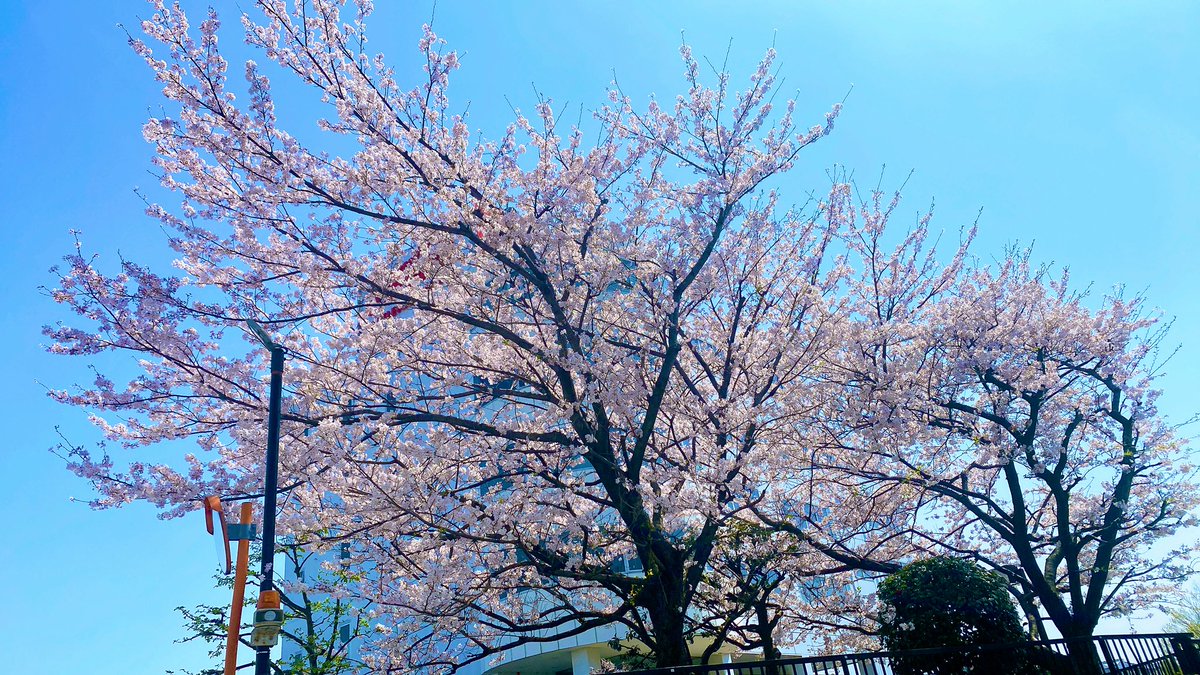 CameraMog's tweet photo. #春
#風景
#カメラ初心者
#カメラ女子 https://t.co/FMmywz4aue
