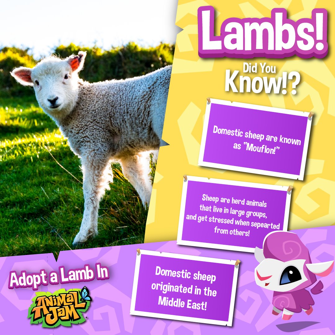AnimalJam's tweet photo. Did you know? Baby sheep are called LAMBS, and they can stand on their feet just a few minutes after being born! 🤯
#AnimalJam #AJPW #PlayWild #AnimalFacts #KidFacts #Animals #Pets #AJPets #Lamb #Sheep https://t.co/czE7ZVU4aQ